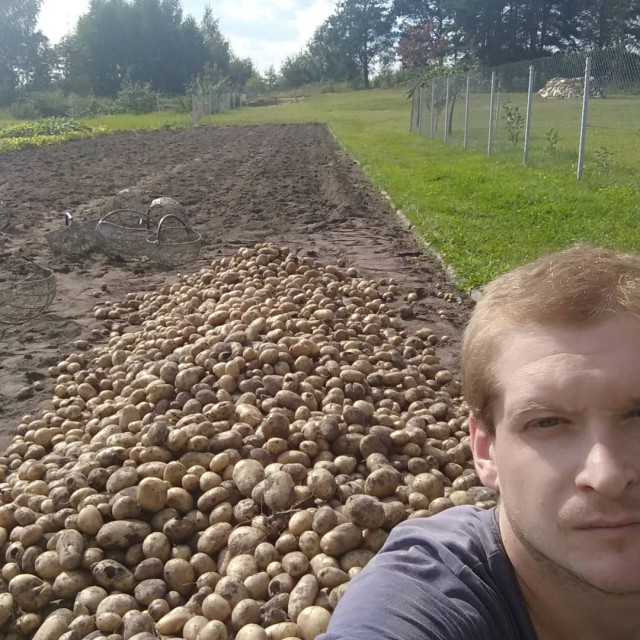 Картофельная лихорадка