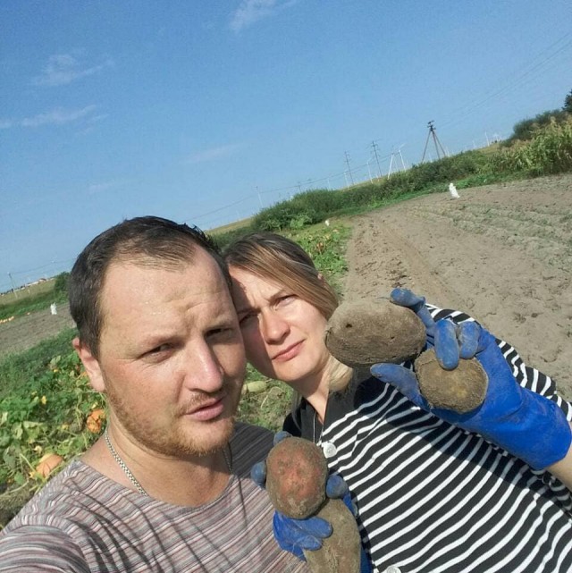 Картофельная лихорадка