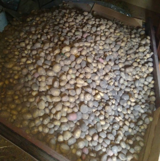 Картофельная лихорадка