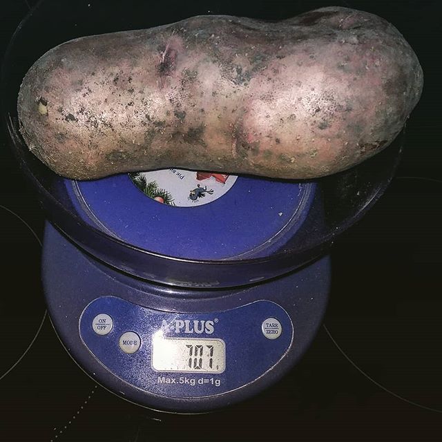 Картофельная лихорадка