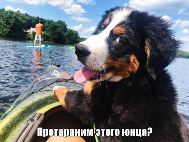 Прикольные картинки