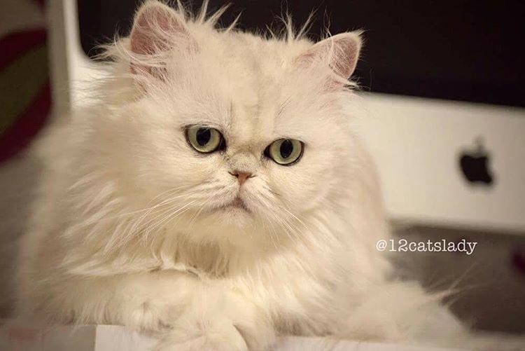 Владелица 12 персидских кошек взорвала инстаграм фотографиями своих очаровательных питомцев