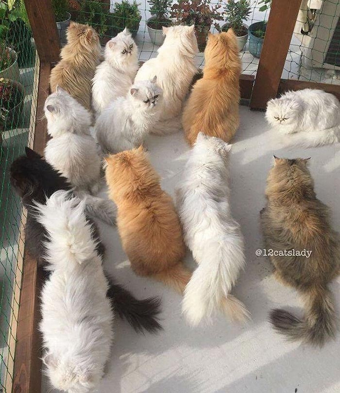 Владелица 12 персидских кошек взорвала инстаграм фотографиями своих очаровательных питомцев