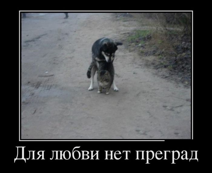 Демотиваторы