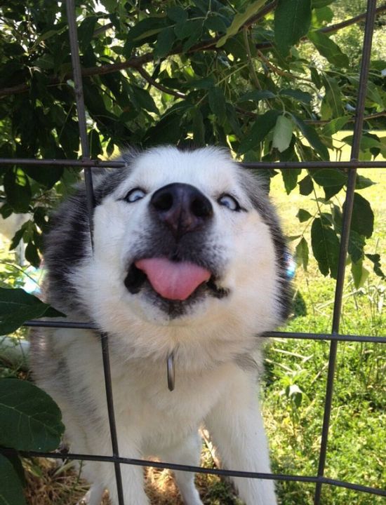 Смешные нефотогеничные животные