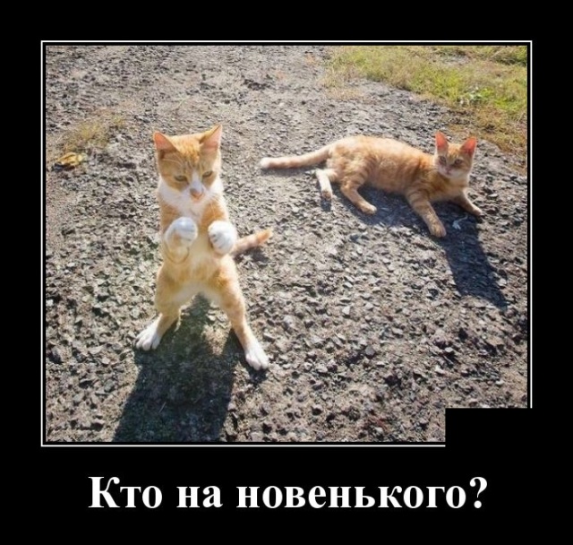 Демотиваторы