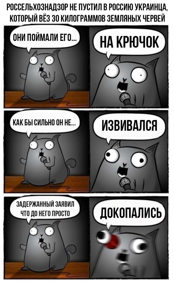 Подборка юмора и шуток от стендап-кота