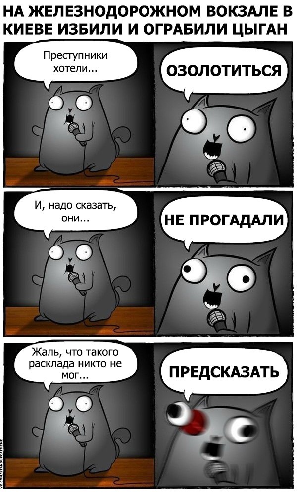 Подборка юмора и шуток от стендап-кота