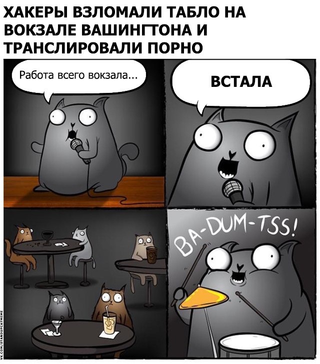 Подборка юмора и шуток от стендап-кота