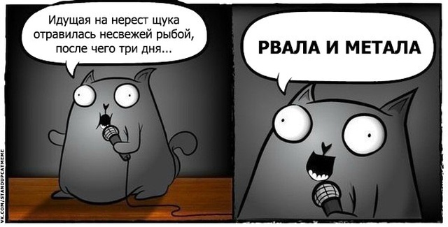 Подборка юмора и шуток от стендап-кота