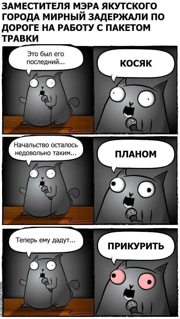 Подборка юмора и шуток от стендап-кота