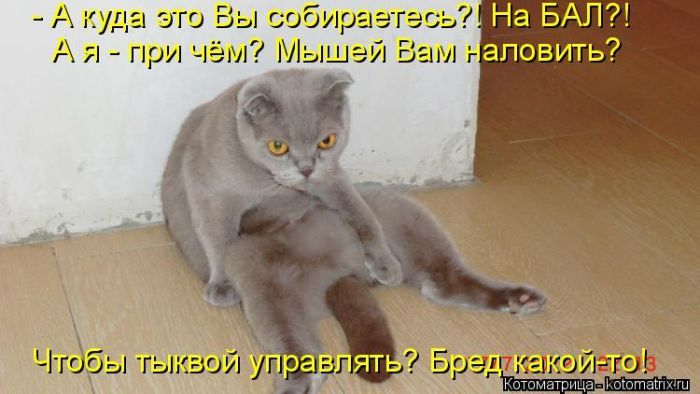 Лучшие котоматрицы недели
