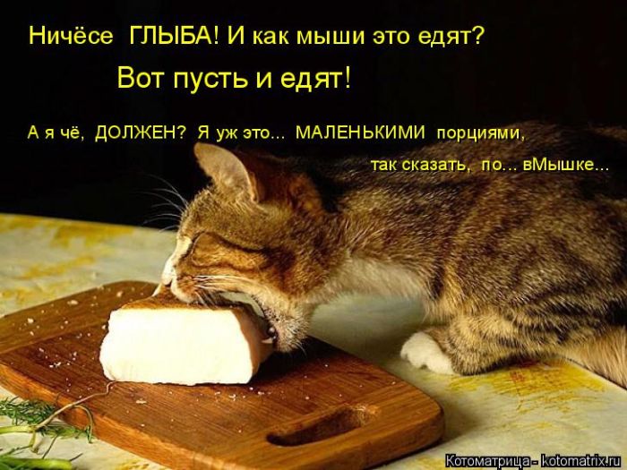 Лучшие котоматрицы недели