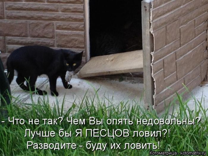 Лучшие котоматрицы недели