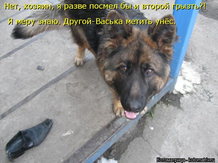 Лучшие котоматрицы недели