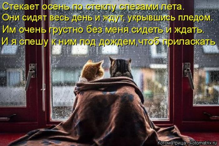 Лучшие котоматрицы недели