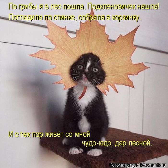 Лучшие котоматрицы недели