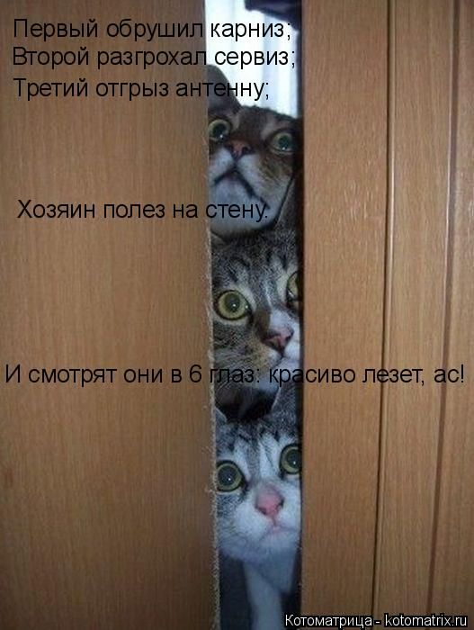 Лучшие котоматрицы недели