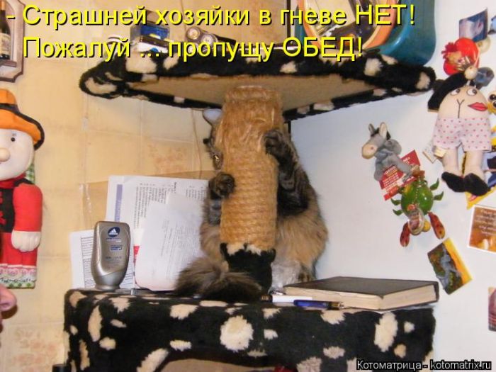 Лучшие котоматрицы недели