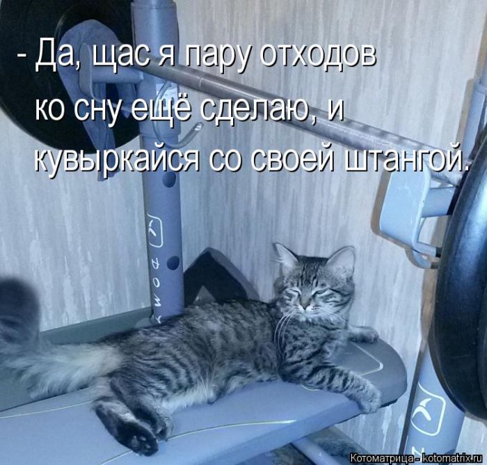 Лучшие котоматрицы недели