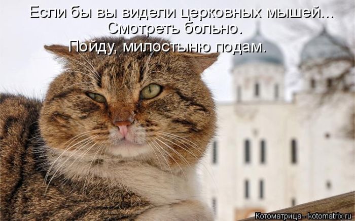 Лучшие котоматрицы недели