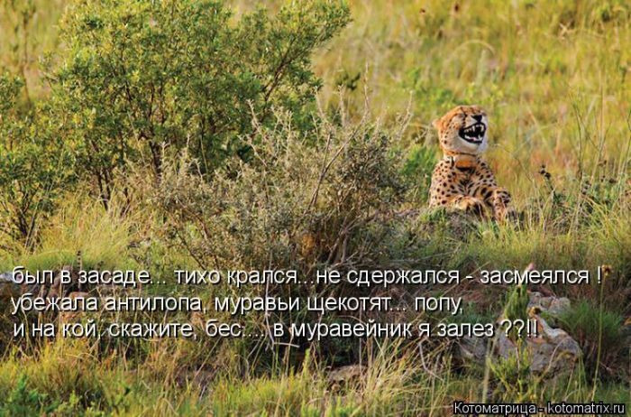 Лучшие котоматрицы недели