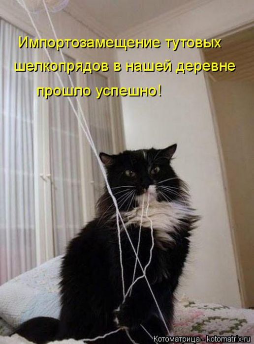 Лучшие котоматрицы недели