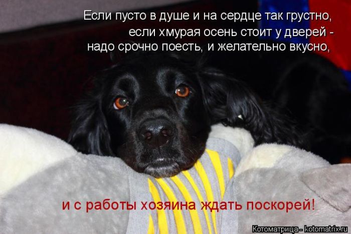Лучшие котоматрицы недели