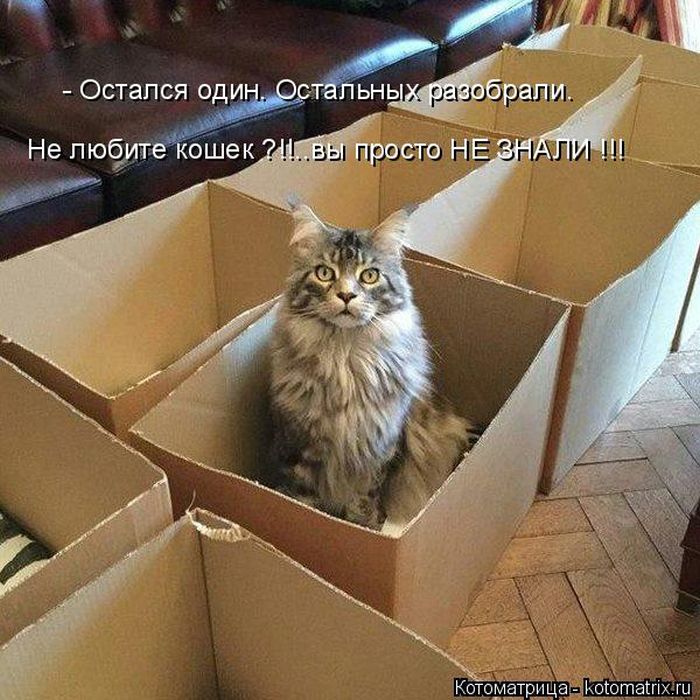 Лучшие котоматрицы недели