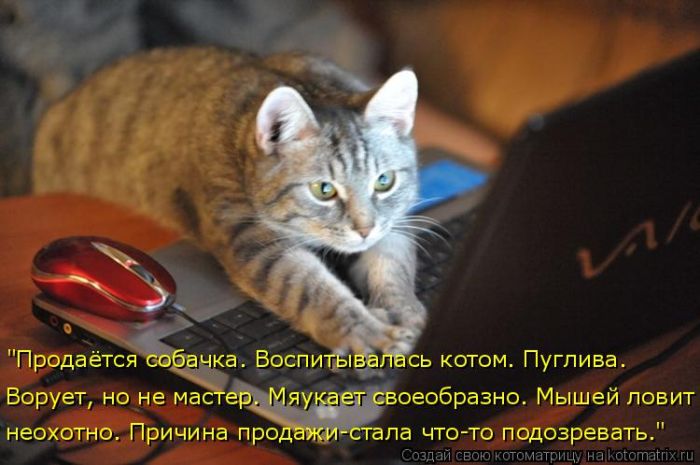 Лучшие котоматрицы недели