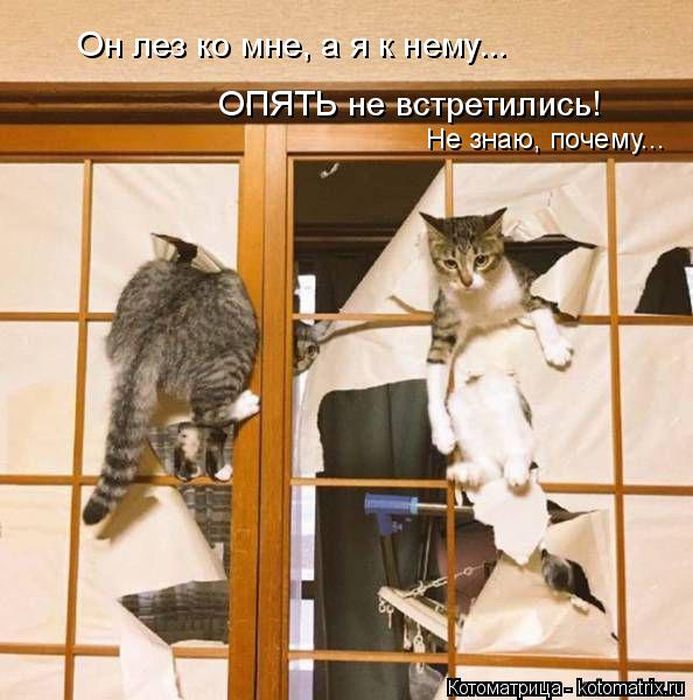 Лучшие котоматрицы недели