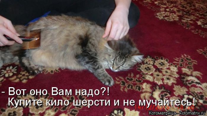 Лучшие котоматрицы недели
