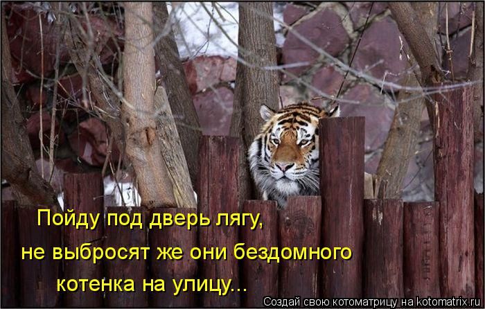 Лучшие котоматрицы недели