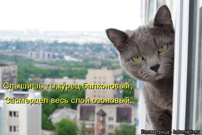 Лучшие котоматрицы недели