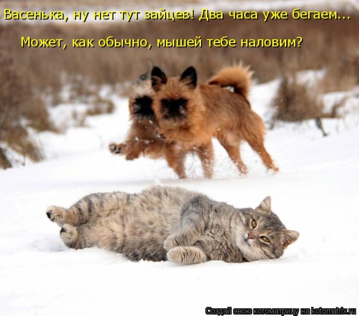 Лучшие котоматрицы недели