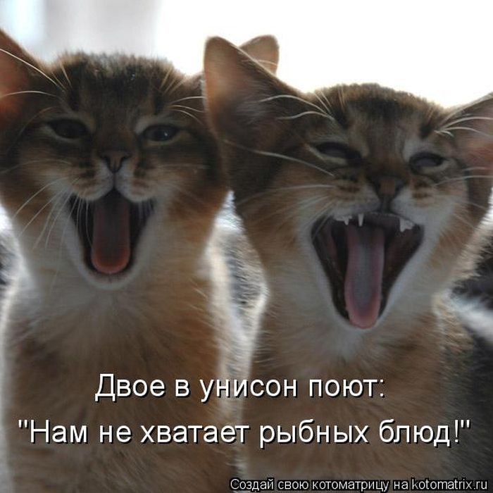 Лучшие котоматрицы недели