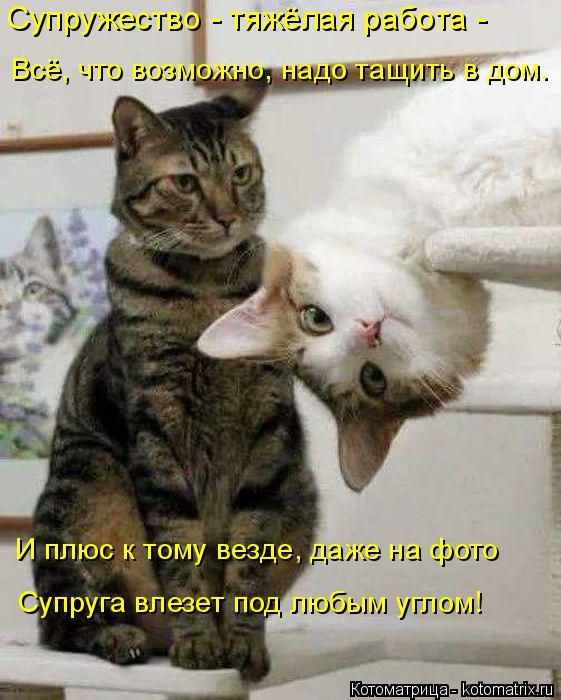 Лучшие котоматрицы недели