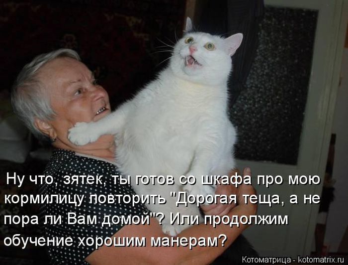 Лучшие котоматрицы недели