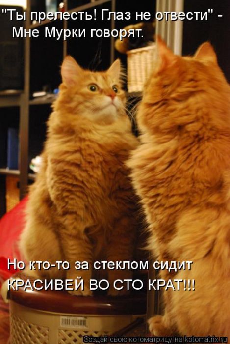 Лучшие котоматрицы недели
