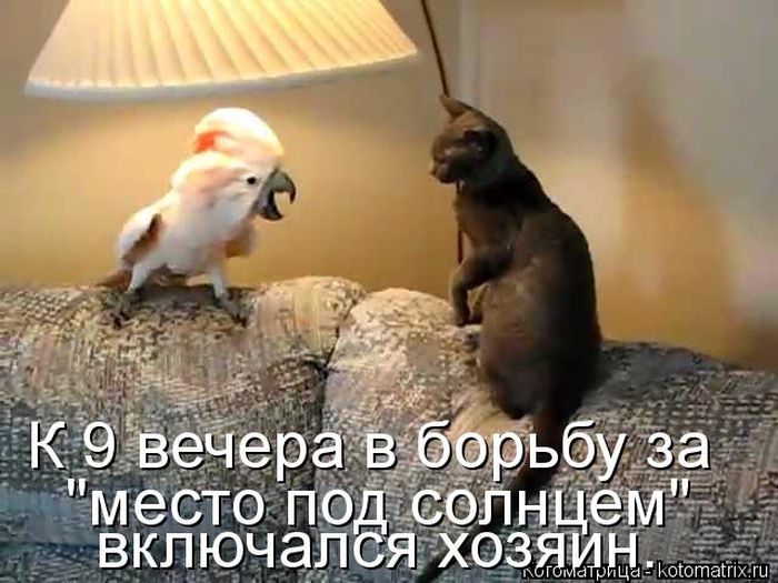 Лучшие котоматрицы недели