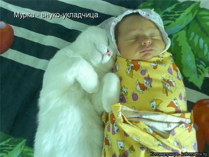 Лучшие котоматрицы недели