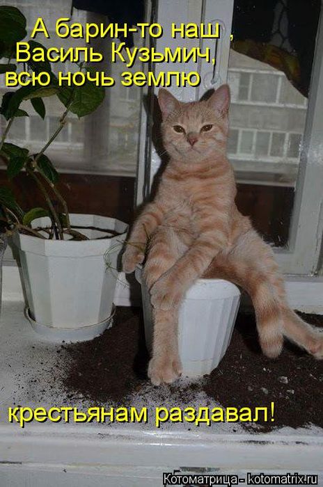 Лучшие котоматрицы недели