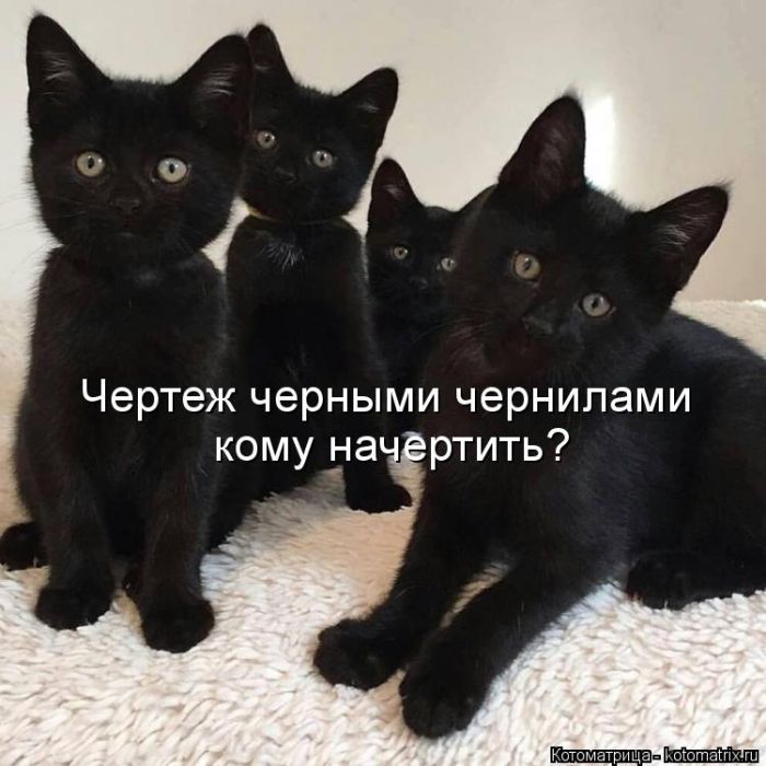 Лучшие котоматрицы недели