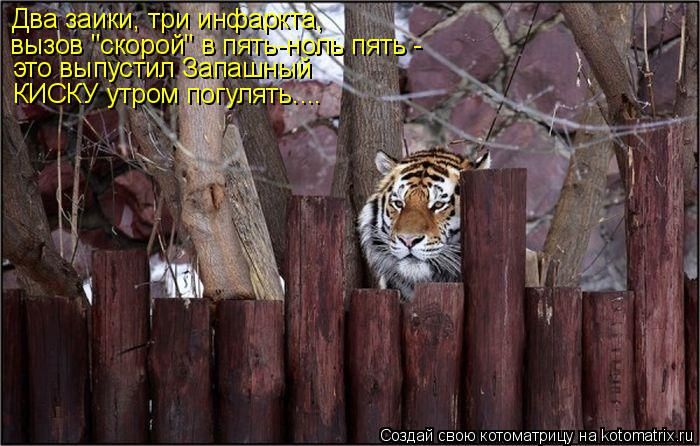 Лучшие котоматрицы недели