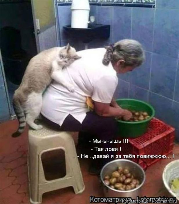 Лучшие котоматрицы недели