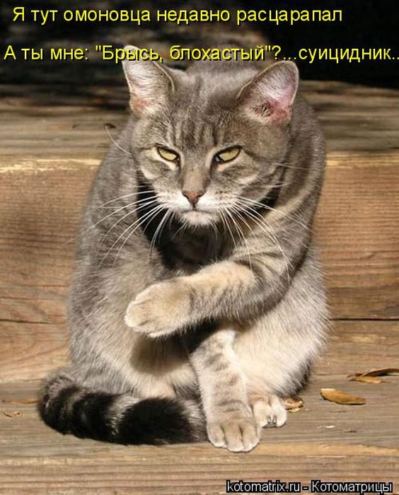 Лучшие котоматрицы недели