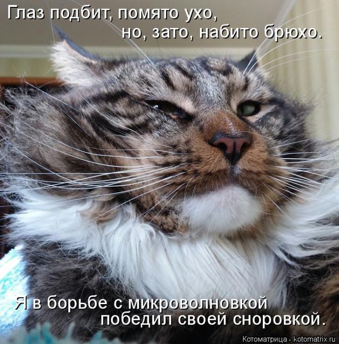 Лучшие котоматрицы недели