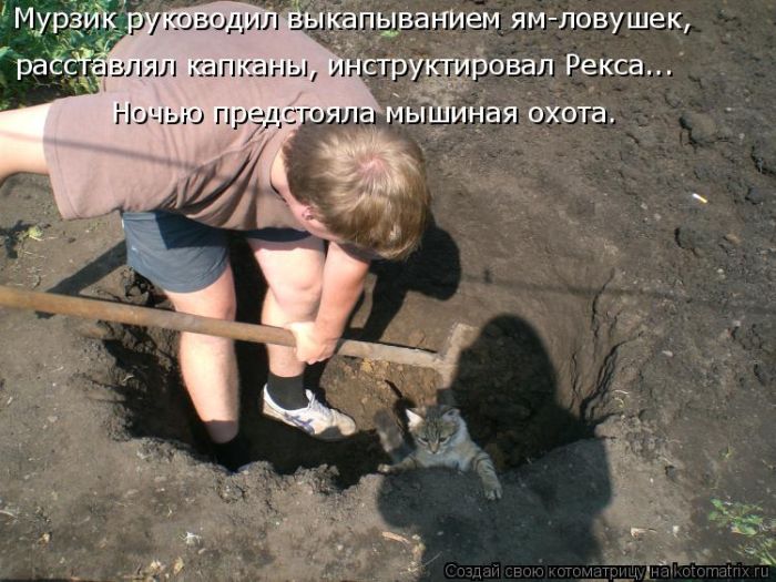 Лучшие котоматрицы недели