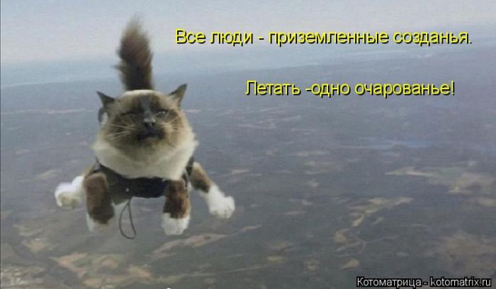 Лучшие котоматрицы недели