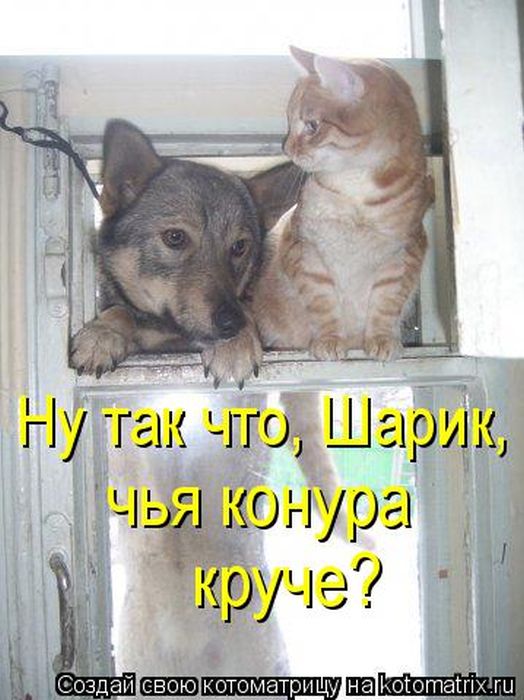 Лучшие котоматрицы недели